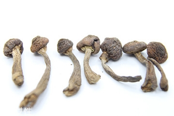 榛蘑和天麻的關系 榛蘑和天麻有什么聯系？