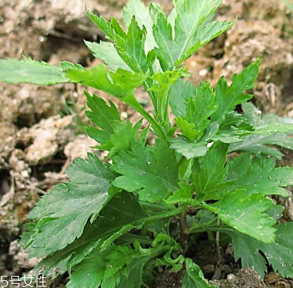 菊花腦能吃嗎？菊花腦的味道