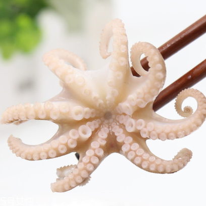 章魚(yú)是什么顏色？章魚(yú)是什么樣子？