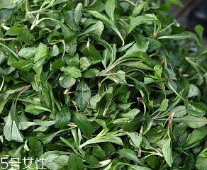 馬蘭頭是板藍根嗎？