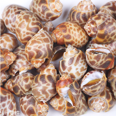 海螺能活幾天？海螺無(wú)水可以活幾天？
