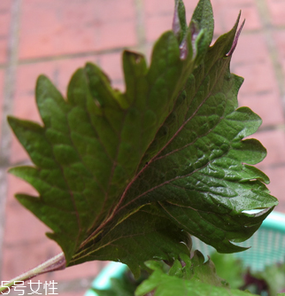 紫蘇葉能做成干紫蘇葉嗎？紫蘇葉怎么做成干紫蘇葉呢？