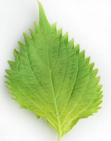 紫蘇葉的形態(tài)特征 紫蘇葉的外形是什么樣？