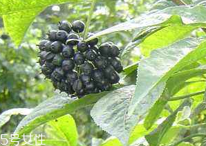 刺五加經(jīng)常喝會(huì)怎樣？刺五加能天天喝嗎？