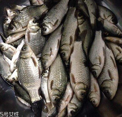鯽魚是發物嗎 屬于發物
