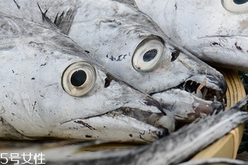 帶魚頭可以吃嗎 可以吃但是要經過處理