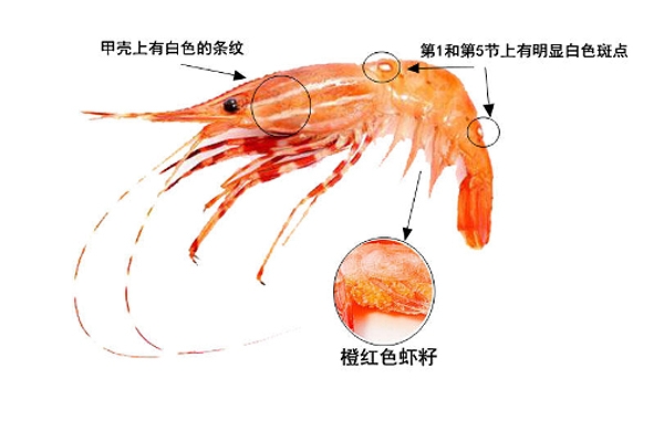 牡丹蝦產自哪里 主要來自于2個產區