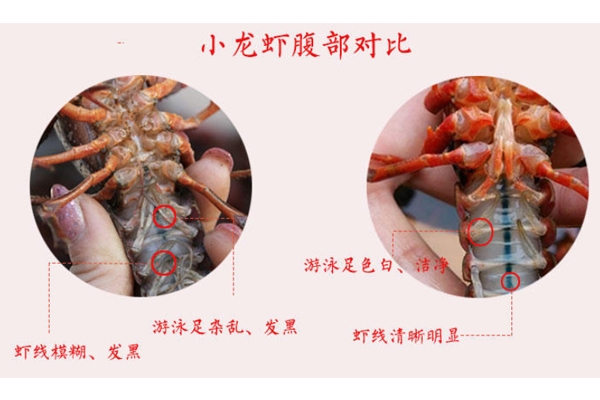 小龍蝦腹部發黑能吃嗎 臟水養的不要吃