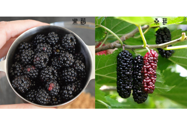 黑莓和桑葚的區別 黑莓和桑葚的對比圖