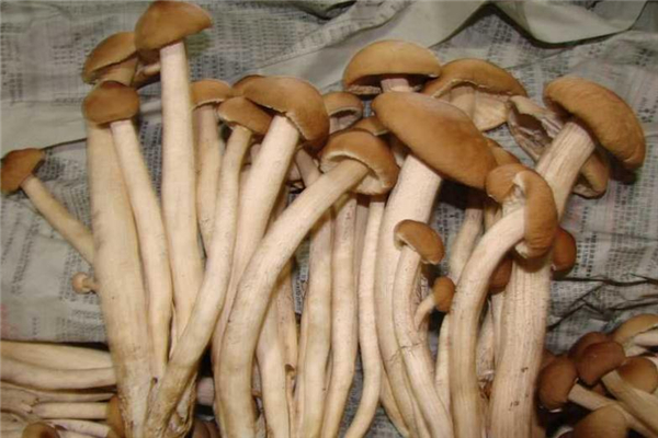 茶樹菇為什么發苦 有這些原因