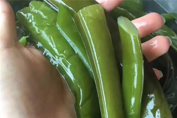 海白菜和裙帶菜的區別 相似度很高