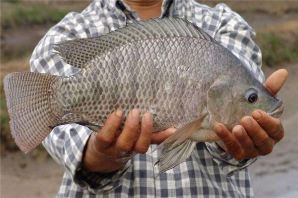 吃羅非魚會致癌嗎 痛風能吃羅非魚嗎