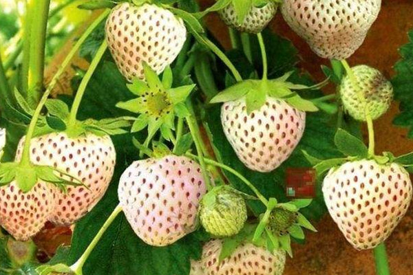 菠蘿莓和白草莓的區別 菠蘿莓是什么
