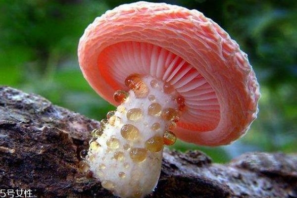 蘑菇有什么種類呢 蘑菇如何區分有毒還是沒毒呢