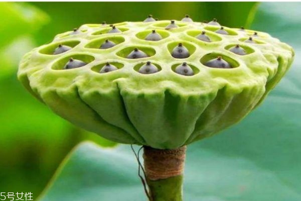 蓮蓬生長在水里嗎 蓮蓬一般什么季節成熟呢