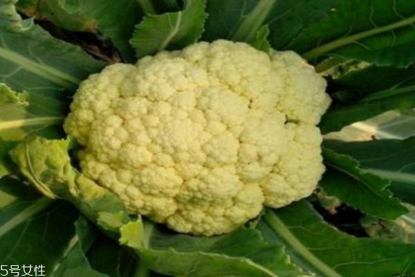 花椰菜有什么營養價值呢 吃花椰菜有什么好處呢