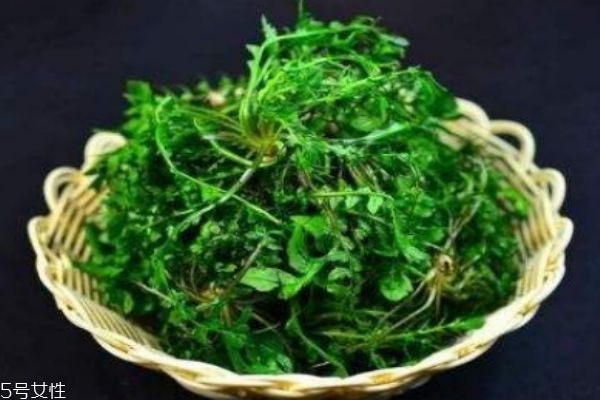 薺菜有什么營養價值呢 吃薺菜有什么好處呢