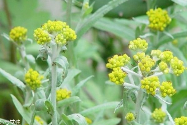 什么是清明菜呢 清明菜有什么營養價值呢