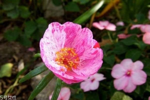 太陽花有什么作用呢 太陽花生長什么環境里呢
