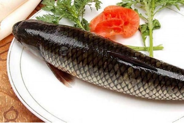 草魚有什么營養價值呢 草魚怎么做好吃呢