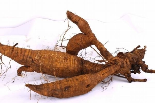 葛根主要分布的地區是哪里呢 吃葛根有什么好處呢