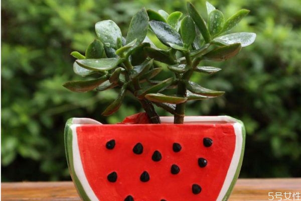 適合室內養殖的植物有什么呢 室內養殖植物怎么選擇呢