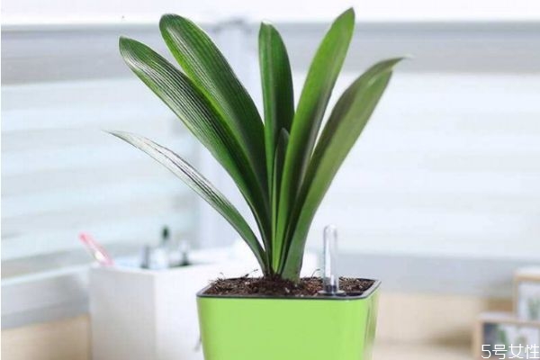 適合室內養殖的植物有什么呢 室內養殖植物怎么選擇呢