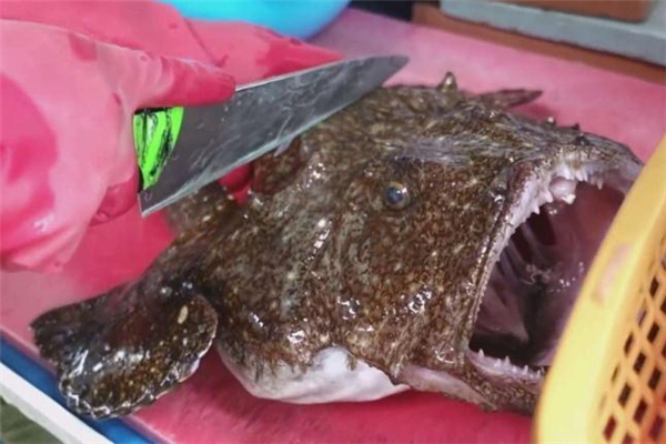 安康魚什么季節上市 安康魚什么時候最多