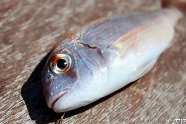 淡水魚和海魚有什么區別呢 淡水魚和海魚哪種更好呢