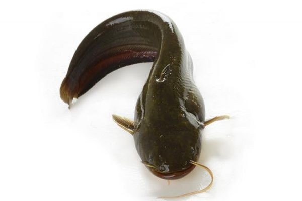 海鯰魚有什么營養價值呢 吃海鯰魚有什么好處呢