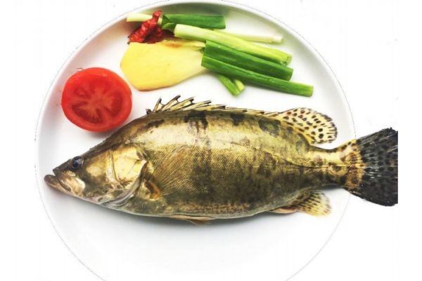 什么是鱖魚呢 鱖魚有什么營養價值呢