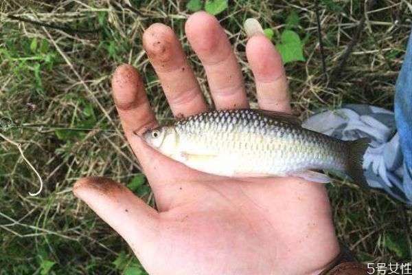 什么是麥穗魚呢 麥穗魚有什么營養價值呢