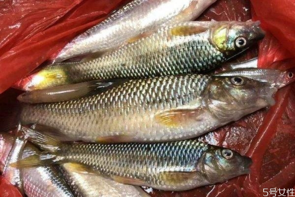 什么是麥穗魚呢 麥穗魚有什么營養價值呢