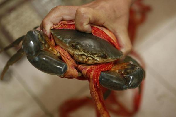 青蟹能用淡水養嗎 青蟹死了多久不能吃