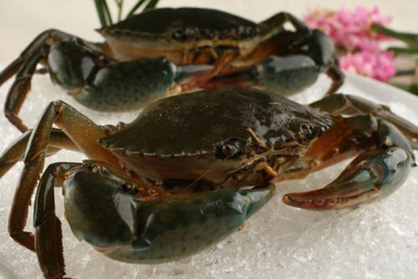 青蟹能用淡水養嗎 青蟹死了多久不能吃