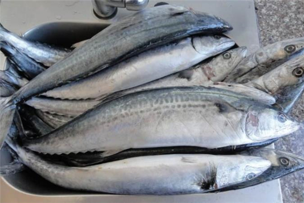 吃鲅魚會(huì)過(guò)敏嗎 吃鲅魚過(guò)敏怎么辦