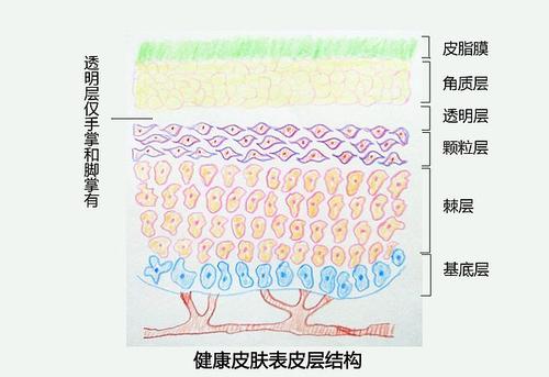 如何修復過薄的角質層 角質層薄的表現