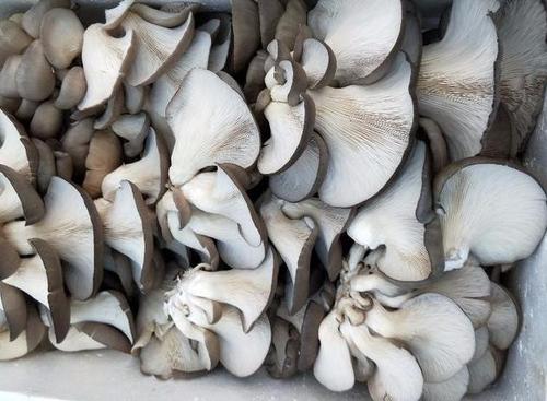 平菇發黃能吃嗎 平菇一捏就碎還能吃嗎