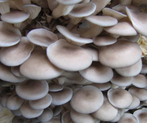 平菇發黃能吃嗎 平菇一捏就碎還能吃嗎