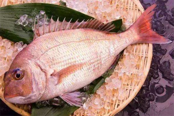 加吉魚的功效與作用 加吉魚的營養價值