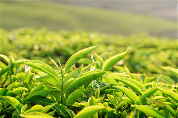 綠茶的品種有哪些 綠茶什么季節喝好