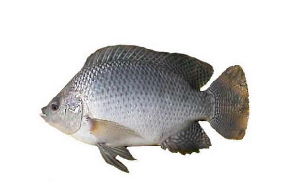 羅非魚會過敏嗎 過敏體質的人可以吃羅非魚嗎