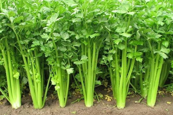 芹菜會導致不孕嗎 芹菜會導致流產嗎