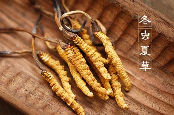 冬蟲夏草是發物嗎 冬蟲夏草是涼性還是熱性