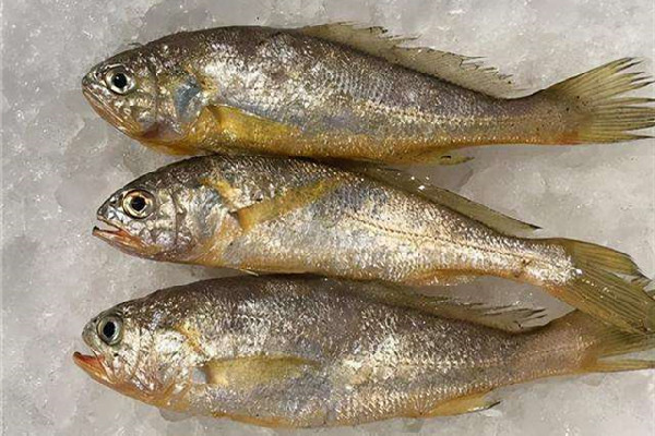 黃花魚可以冷凍儲(chǔ)存嗎 黃花魚怎么保鮮時(shí)間長