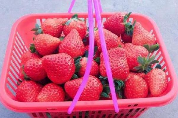 草莓什么季節成熟 120元買一籃草莓底部塞1斤菜葉