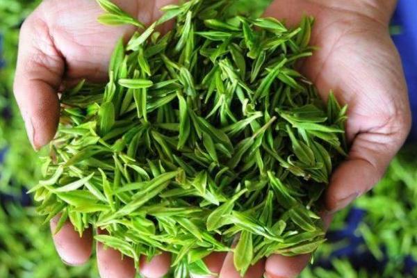 廬山云霧茶保質期多久 廬山云霧茶要洗茶嗎