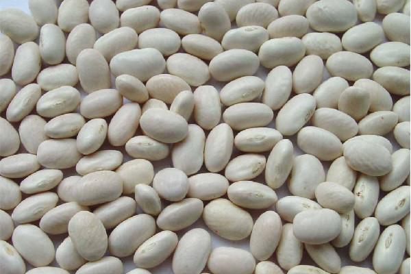 白蕓豆可以打豆漿喝嗎 白蕓豆打豆漿可以每天喝嗎