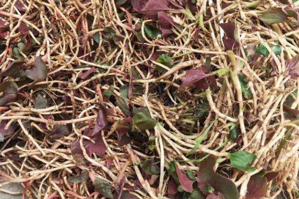 折耳根是發物嗎 折耳根是茅草根嗎