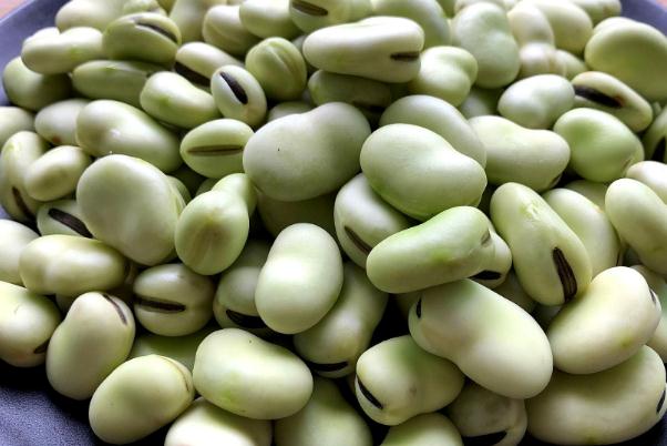 蠶豆的功效與作用禁忌 蠶豆什么季節上市